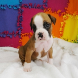 Janessa/Boxer/Female/7 Weeks,“Hi there! My name is Janessa and I just know that we are meant to be. I have been dreaming of coming home to my new family and I sure hope that it is you! I promise that we will have lots of fun together. We can spend all day playing if you'd like. Whenever you get tired, I will be right there to cuddle up by your side. I'll be healthy, too so I will be ready for anything that you have planned. Please bring me home, I want to start my life with you!”