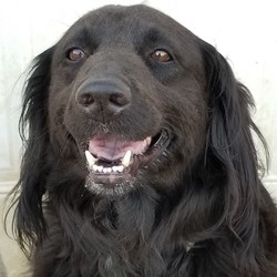 Adopt a dog:Nosey/Hound/Female/Adult,Nosey is available January 2018 after heartworm treatment and followup testing. Sweetheart of a dog. Watch for updatesNosey is about 5 years and 9 months. She was surrendered by an elderly gentleman when he could no longer care for the dog. She was matted and had to have her legs, butt, and underside all shaved down shortly after arrival. She tested positive for heartworms and was treated. She is a very sweet and calm dog. She weighs between 55 and 60 lbs. She is overweight. She walks well on a leash and gets along with other dogs. She is the height of a medium size dog.