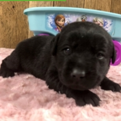 Reona/Labrador Retriever/Female/7 Weeks,Meet Reona! Isn’t she just gorgeous? This little girl will definitely brighten up your days. She will be the talk of the town. Wouldn’t you just love to make this sweet pup yours today? Reona is more than ready to shower you with all of the love she has to offer. She will have a nose to tail vet check and arrive up to date on her vaccinations. Make Reona a part of your family and you will not be able to imagine your life without her.