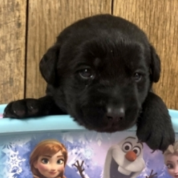 Reona/Labrador Retriever/Female/7 Weeks,Meet Reona! Isn’t she just gorgeous? This little girl will definitely brighten up your days. She will be the talk of the town. Wouldn’t you just love to make this sweet pup yours today? Reona is more than ready to shower you with all of the love she has to offer. She will have a nose to tail vet check and arrive up to date on her vaccinations. Make Reona a part of your family and you will not be able to imagine your life without her.