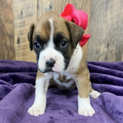 Hadley/Boxer/Female/8 Weeks,Meet Hadley! This beautiful, baby-doll faced princess can't wait to venture off to her new home. Once you meet her, you'll never want to let her go! She hopes you like getting puppy kisses because she's not shy about giving them out! Hadley will arrive healthy with her vaccinations up to date and pre-spoiled. She is so excited to meet you. She can't wait to jump into your arms and shower you with puppy kisses!