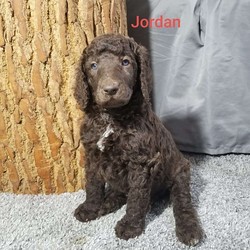 Jordan/Poodle/Male/8 Weeks,The pups are very well socialized and are started on potty training. They are very smart and seem to catch on quickly. They are used to young children. The parents are OFA tested for everything and Genetic tested poodle panel through Paw Prints and are clear from any defects. The parents have excellent temperaments and love everyone they meet and seem like they have passed that on to their puppies. For individual videos please email Ryan @ Herschy85.rh@gmail.com