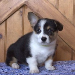 Roses/Pembroke Welsh Corgi/Female/10 Weeks,Meet Roses, a playful Pembroke Welsh Corgi puppy who is socialized with children! This bouncy little girl is vet checked, up to date on shots and dewormer, plus the breeder provides a 30 day health guarantee. Roses can be registered with the ACA and her bubbly personality is sure to steal your heart as soon as you meet her! If you are interested in learning more about this cutie and how you can bring her home, contact the breeder today!
