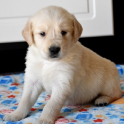 Ike/Golden Retriever/Male/6 Weeks,Ike is such a sweet boy and would love to be your best friend for life. Imagine all the fun you'll have with this cutie. You can take him for nice walks in the park or just cuddle with him on those lazy, rainy afternoons. Whether playing all day or relaxing on the couch, Ike promises to be your most loving companion. Ike will arrive to his new home up to date on vaccinations, pre-spoiled and ready to love you! Don't miss out!