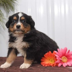 Sunkist/Australian Shepherd/Female/11 Weeks,Sunkist is a spunky Australian Shepherd puppy with a friendly nature. This cutie is vet checked and up to date on shots and wormer. She can be registered with the ACA, plus comes with a health guarantee provided by the breeder. Sunkist is family raised with children and she loves to run and play. To learn more about this social pup, please contact the breeder today!