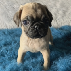 Pablo/Pug/Male/13 Weeks,“Well, hello there! My name is Pablo. It's very nice to finally meet you! I have been waiting for my forever family and now I have found you! I can't believe the day has finally come. I just know we are going to be the best of friends. I have already packed my bags and I am ready to come home to you. All that you have to do is hurry and reserve me before somebody else does. Please pick me! I will be waiting by the phone for your call!”
