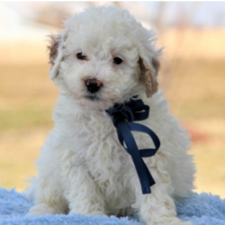Gem/Goldendoodle/Female/7 Weeks,Meet Gem! She's a spunky little girl that knows how to keep you on your feet. This little girl will be sure to amuse you with a lifetime of memories. She loves to play, but she also likes to snuggle. She will arrive to her new home up to date on her vaccinations and vet checked. Gem is truly one of a kind, so hurry and pick her! Call today to make her yours!