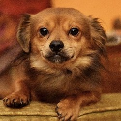 Adopt a dog:Finch/Dachshund / Shih Tzu Mix/Male/Adult,If you are interested in possible adoption, please visit the website below to learn about dogs that come from hoarding situations.https://www.spcacincinnati.org/pages/animal-resources/media/Dogs.Hoarded%20Dogs.2.9.15-33.pdfI am a male Dachshund/Shih Tzu mix. I am about 2 years old and weigh 9.5 pounds. I am neutered, heartworm negative, current on shots, micro chipped, and on flea/heartworm prevention. I am also being treated for intestinal worms. My adoption is $300.I am one of over 200 animals that were living in a disgusting house here in Orlando. There were 134 dogs and over 30 cats taken into rescue.I am not well socialized and will take time to become familiar with new people and new surroundings. I might always remain somewhat fearful. I need a home with another dog and a fenced yard.Please email for an adoption application.We do not adopt out of state.Due to many bounced checks, we now require that adoption donations be cash only. However, if you make a general donation to the organization (not associated with the adoption of a pet) we do accept checks and paypal. If you are unable to adopt right now, won't you please make a donation to help care for the pets? THANK YOU!!
