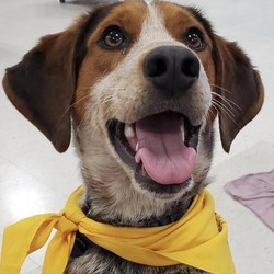 Adopt a dog:Shilo/Beagle Mix/Male/Young,Hi Everyone Shilo here. Let me tell you about myself. I'm a one year old beagle mix weighing in at around 28#. I was found as a stray and so lucky that SPR took me under their wings. I get along great with other dogs, and love kids. I have now met one of the cats at my foster home and was pretty curious but I was being gentle with the kitty, so perhaps a kitty that is used to dogs would be okay with this little guy I'm working on my manners, so if you decide you want me please be aware that I will need your help into adjusting to home life, but that should be easy for me.Thank you for your interest in a Sandi Paws Rescue, Inc. Please visit our site at sandipaws.org for more information on our organization or to fill out an application to adopt one of our pets. You can also find volunteering information at our site as well.