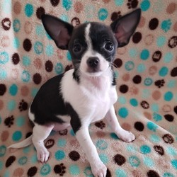 Adopt a dog:Tyra/Chihuahua & Boston Terrier Mix/Female/Puppy,This adorable puppy is Trya.Tyra is a 4 mos old Boston Terrier and Chihuahua mix. She currently weighs around 4.5 lbs and won’t weigh more then 7-8 lbs when she’s full grown.Tyra is a sweet and a little shy, but she’s such a love and so fun to play with and cuddle with. She gets along with dogs of all sizes and we would love her to have a fur sibling to play with. We know whomever adopts Tyra will have a fun and loving pal for the next 15 yrs.We want to inform anyone interested in adopting a puppy that they are not housebroken yet, but potty pad trained. She will be housebroken with your commitment to training and usually by 7 -8 mos, but small dogs like Tyra will most likely always need a potty pad available.To meet Tyra, we will need you to fill out an adoption application on our website www.preciouspalspetrescue.org. If we fell it's a perfect match, we will contact you to set up a meet and greet.