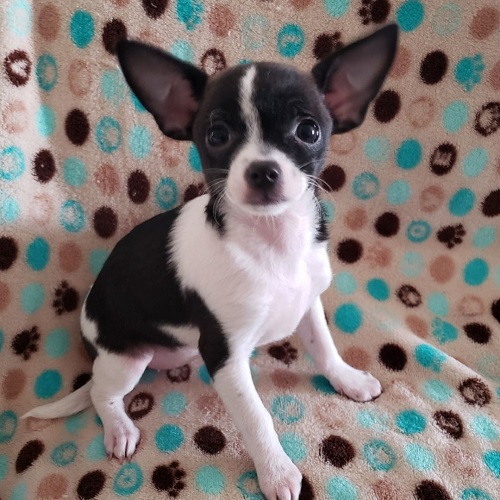 Female Chihuahua & Boston Terrier Mix is available for