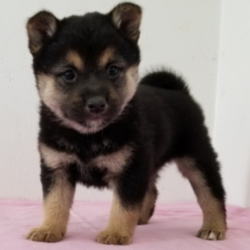 Emma/Shiba Inu/Female/7 Weeks,"Hello there! My name is Emma and I want you to pick me! I love to snuggle and be as cute as can be! My parents said I'm perfectly healthy and up to date on my puppy vaccinations. Being loved makes me happy and all I want is a nice family to take care of me. I love to play and to take long naps. If I'm chosen to join your family, I'll be the best puppy you could ever ask for; I promise! Make the call now and find out how to bring me home!"