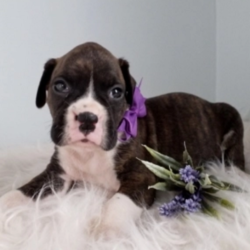 Jill/Boxer/Female/6 Weeks,Jill is a real sweetie! She is excited about meeting her new family and promises to go with you everywhere! Make her your cuddle buddy today! This dream girl will be vet checked and up to date on her vaccinations by the time she gets to you. Get ready for the good times ahead because this girl will add the pizzazz to your life that you have been looking for.