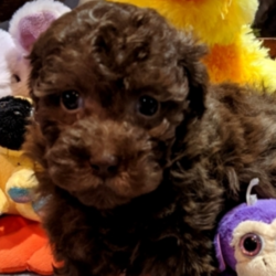 Zeb/Poodle/Male/6 Weeks,Meet Zeb. He is a perfect puppy! Zeb is the lifelong companion you’ve been looking for. He loves to be held and spoiled. When arriving to his new home, Zeb will be up to date on vaccinations, vet checked, and pre-spoiled. After a long day at work, this cutie will surely make your day with his puppy kisses waiting at the door. Zeb loves to cuddle and just relax while getting his belly rubbed. Hurry! He can’t wait to start sharing his love with your family!
