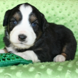 Sully/Australian Shepherd/Male/5 Weeks,Sully is a bright, little guy. He's active and full of energy. He never says no to playtime and is always trying to catch your attention with his handsome face. His coat is soft to the touch and as you can see, he just brings a smile to your face with those adorable, round, puppy eyes. He will be up to date on his vaccinations and vet checked before arriving to his new home. Bring Sully to your home and you will see what a joy it is to have him around.