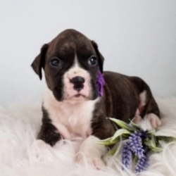 Jill/Boxer/Female/6 Weeks,Jill is a real sweetie! She is excited about meeting her new family and promises to go with you everywhere! Make her your cuddle buddy today! This dream girl will be vet checked and up to date on her vaccinations by the time she gets to you. Get ready for the good times ahead because this girl will add the pizzazz to your life that you have been looking for.