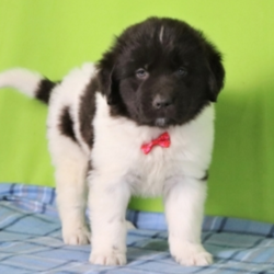 Uriah/Newfoundland/Male/8 Weeks,“Hi, I'm Uriah and I will just do everything I can to make you happy. I will just fill your life with love and kisses. Imagine all the cool things we can do together! And when we're done, we’ll cuddle together. I will arrive up to date on vaccinations and vet checked from head to tail. I can't wait to meet you! Oh, and did I mention that I give world-famous puppy kisses? Don’t miss out on them!”