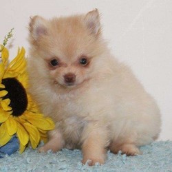 Bailey/Pomeranian/Female/8 Weeks,Bailey is an adorable Pomeranian puppy that is great with children and family raised! This happy pup is vet checked and up to date on shots and wormer. Bailey can be registered with the ACA and comes with a 2-year genetic health guarantee provided by the breeder. To find out more about Bailey, please contact Matthew today!