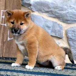 Rosa/Shiba Inu/Female/8 Weeks,Meet Rosa, a sharp looking Shiba Inu puppy with a friendly personality. This sweet girl is vet checked, up to date on shots and dewormer, plus the breeder provides a 6 month genetic health guarantee. Rosa can be registered with the AKC and she loves to explore! If you are interested in learning more about Rosa and how you can bring her home, contact the breeder today!