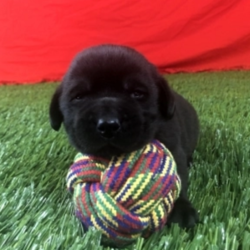 Ted/Labrador Retriever/Male/4 Weeks,Meet Ted! He is as handsome and loving as they come. Ted will be sure to win your heart over with just one look. This little pup is always up for anything. He loves to play with toys. When he is all done with playtime, he will be the first one to curl right up to you for a good, old afternoon nap. Ted will be coming home to you up to date on his vaccinations and will have a full head to tail checkup. Don’t miss out on this lovable, handsome boy. He will surely be the perfect puppy addition to your family!