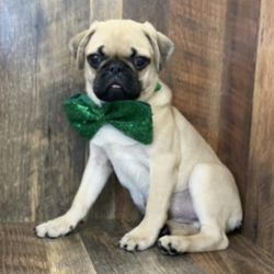 Otis/Pug/Male/17 Weeks,“Hello there! My name is Otis. I am looking for a loving, new family. I have a wonderful, rich and soft coat. I am a well socialized puppy that enjoys the company of people and other animals. Am I your future family member? I like to be held, but I also like to follow you everywhere. I will come to you up to date vaccinations and completely vet checked. So, if you are my new family, please call right away. Get ready for all the puppy love and kisses I have in store for you.”