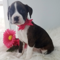 Jenny/Boxer/Female/7 Weeks,Jenny is a real beauty queen! Her sweet face makes this little gal an adorable package! Add her to your family today! Before arriving to your home Jenny will be vet checked, up to date on her puppy vaccinations, and pre-spoiled. Don't worry though, she can't wait to spoil you too! She is ready to be a part of your family. Get the ball rolling and bring this sweetheart to her new home!