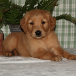 Liem/Golden Retriever/Male/6 Weeks,This is Liem! He loves to play and run around all day. He is a little ball of fire! Liem will be a very loyal companion to his new forever family and will come home to you up to date on vaccinations and a full head to tail vet check. He hopes you love to cuddle and take a nap after a long day of fun. Liem will be ready for all the love he can get. Don’t miss out on this pup. His bags are packed and he’s ready to go!