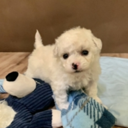 Bently/Bichon Frise/Male/6 Weeks,This little guy may be just what the doctor ordered. His silly tricks will be sure to add so much happiness and joy to your life. His wiggles and tail wags will constantly be making you smile. He’ll know just how to cheer you up when you’ve had a bad day. And will make the good days even better! This little sweetie will be coming home to you vet checked and up to date on his puppy vaccinations. Bently is waiting to join his wonderful family!