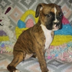 Star/Boxer/Female/7 Weeks,Star is a sweet and adorable girl! She loves attention to give kisses and hugs! She's very smart, and all around good baby! She would make a great new addition to your family, you would be the talk of the town with this puppy. This cutie hopes she can go home to you, so she can bring you all her love and puppy kisses. Star promises to always be by your side as your most faithful, four-legged companion. Take her home today!