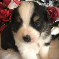 Jett/Australian Shepherd/Male/4 Weeks,Little Jett is something else! He is a people-loving puppy for sure! He is perfect in very way, unless you don't like puppy kisses! Jett, with his outstanding eyebrows lovely coat pattern, is just a gorgeous little boy too. His little personality is brave and adventurous. He is the first to check out the new toys and to make friends with the kittens. Jett loves to be held and talked to. If you decide to make him your baby, you will have the peace of mind that comes from knowing you have chosen a puppy that comes from DNA health tested parents too help insure his good health. He comes from a strong line of dogs who are well known across the country for their near perfect conformation. Don't wait too long to make him yours!