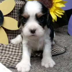 Bengie/Cavalier King Charles Spaniel/Male/4 Weeks,"Hi, I'm Bengie! It's very nice to meet you. I'm a very outgoing puppy and I'm looking for a family where I would fit in!I'm full of energy and looking for someone to spend a lifetime of fun with. I will be up to date on my vaccinations before coming home to you, so we can play as soon as I get there. I can't wait to walk thru your door to meet you with all my puppy kisses!"