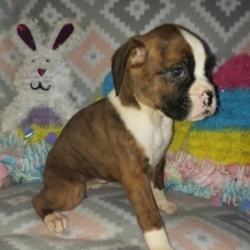 Rosely/Boxer/Female/7 Weeks,Rosely is an adorable and gorgeous girl! She loves to give kisses. She's very smart, adorable and all around good baby! Wouldn’t you just love to make this sweet pup yours today? Rosely is more than ready to shower you with all of the love she has to offer. She's such a precious girl! She would make a great new addition to your family, you would be the talk of the town with this puppy.