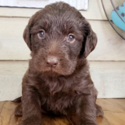 CoCo/Labradoodle/Female/5 Weeks,This one of kind puppy is CoCo. Isn’t she just gorgeous? Coco cannot wait to join her new family. She is happy, healthy and ready to go. will have a nose to tail vet check and arrive with a current health certificate. She is ready to share many lifelong experiences with you and hopes you’re just as anxious to meet her as she is to meet you. Don’t miss out!