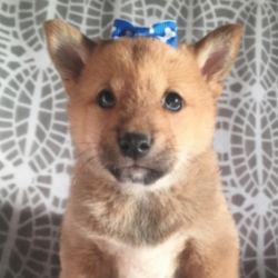 Bryley/Shiba Inu/Female/6 Weeks,“Hi there! My name is Bryley. I have just met you, and I love you. My current family has raised me to be the most amazing, little puppy you will ever meet. I love to play, take naps, and give kisses. I am a great puppy and will come home to you up to date on my vaccinations and vet checks. I am in search for stuffed animals and toys; will you help me find them? I love to play with everyone. Will you be my new family? I sure hope so.”