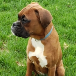 Ava/Boxer/Female/23 Weeks,“Hi! Do you enjoy long walks at the park and having snugly cuddle fests? My name is Ava, and I am the perfect puppy for you! I am a feisty little pup with lots of energy and lots of love to give. I am looking for good morning belly rubs and would be overjoyed to be a part of your family. I will be coming home with my vaccinations up to date and vet checked. I promise to be a wonderful, little fur-ball and a little slice of heaven. I can’t wait to go to my forever home! Well, what are you waiting for? No one can resist me!”
