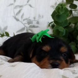 Willy/Yorkshire Terrier/Male/3 Weeks,“Hi! It sure is nice to meet you! My name is Willy and I am looking for a friend like no other. Hopefully, a friend like you! I just know you'll love me. I'm playful, smart, and I give grade-A puppy kisses. We'll have tons of fun together, whether it be snuggling up for a movie marathon or running around in the yard causing a ruckus. Everyone will be envious of the bond we will share. Call that number now so that you can bring home your newest puppy pal!”