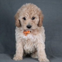 Coen/Cockapoo/Male/5 Weeks,“Thank you for stopping by to check me out! My name is Coen! You can search the world and not find a sweeter puppy than me. Some may say that I am spoiled, but I think that I am just well loved. I would be more than honored, if you choose me to love you fur-ever. I promise that every day we spend together will be special. We can play, cuddle, and laugh at all the silly things we will do. Please call now! I want to start planning all the fun things that best friends do!”