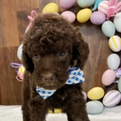 Nordstrom/Poodle/Male/6 Weeks,“Though time can change so many things, I know one thing is true; if you make me your forever baby, I will love you forever. I will love you unconditionally and with all of my heart. We will be best friends forever. I promise to always be on my best behavior and to make you happy when you feel down. I just know we will be so happy together. Please bring me home soon. I am ready to start my life with you!”some!