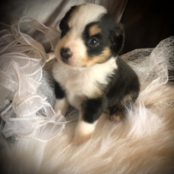 Mia/Australian Shepherd/Female/4 Weeks,Little Mia is just as happy as she can be when she is with her "people". Whether out in the yard or laying on the couch, she loves to be with people. Don't let her serious look fool you as she takes in her surroundings. She will gaze intently until the very moment she reaches out with a big puppy kiss! Mia is quite the looker with bold markings. She will turn heads everywhere you go! She is from a strong line that is known all over the country for their near perfect conformation. Mia's parents have been DNA health tested to help you have the peace of mind; your little girl is the picture of good health. Don't wait too late to make her yours!