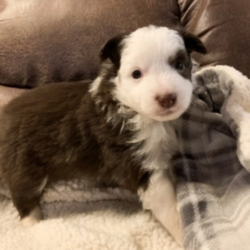 Kenny/Australian Shepherd/Male/4 Weeks,Kenny's unusual marked face goes along with my not so unusual puppy love. Not only will you stand out from the crowd everyone you meet will fall in love with this new family members personality. Kenny will be coming to you vet checked from head to tail and up to date on his puppy vaccinations. He will be the perfect new addition to your family. He is ready to love you so call about him today!