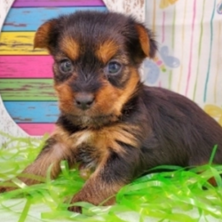 Faith/Yorkshire Terrier/Female/4 Weeks,Meet Faith! She is the center of our world and center of all the attention everywhere she goes. Faith is eagerly waiting to go home to her new family. Will she be going home with you? What is special about Faith? Just look at her! She is one the cutest puppies that you will ever come across. The greatest thing about this little girl is that she loves to play and likes to follow you everywhere. She is sure to be a big hit with your family and friends. Faith will come to you up to date on her vaccinations and vet checked. Don't miss out on bringing this beautiful girl home. Call now!