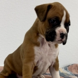 Gem/Boxer/Male/4 Weeks,He a sweet but classy guy. Loves to snuggle to your neck and give kisses. He is always so sweet and wants to please. Gem will be sure to come to his new home happy, healthy, and ready to fill your home with his puppy love. He will be up to date on his puppy vaccinations and vet checks just in time to come home to you. What are you waiting for? You have found the perfect prince charming right here.