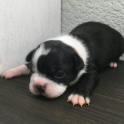 Memphis/Boston Terrier/Male/2 Weeks,Meet Memphis! This cutie is ready to wiggle his way into you home and heart. He is a sweet and handsome little guy that is sure to draw a crowd when you are out and about. This boy can’t wait to shower you with all the puppy kisses he has to offer. He will arrive up to date on his vaccinations, vet checked and completely spoiled. Don't miss out on bringing this cutie home to your family. Once he is with you, you will wonder what you ever did without him!