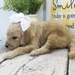 Maggie/Goldendoodle/Female/3 Weeks,“Maggie is the name and making you laugh is my game. I'm a silly pup who loves to play around. I just know that with me by your side you will never be bored. I will be your best friend for life. We will play, cuddle, and kiss as often as possible and I promise to always keep you entertained and happy. We are a match made in heaven, so make the call that brings me home!”
