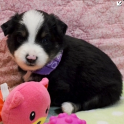 Spur/Australian Shepherd/Male/4 Weeks,Meet Spur! This lovable pup is currently searching for a good, loving home. Whether playing all day or relaxing on the couch, Spur promises to be your most loving companion. This cutie will arrive to his new home up to date on vaccinations. Spur can't wait to jump into your arms and shower you with his many, many puppy kisses! Don't miss out on this one of a kind puppy, as he will bring your family closer together with his infectious energy and warm heart!