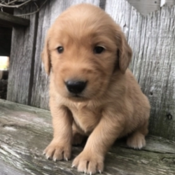 Kiya/Golden Retriever/Female/4 Weeks,Meet Kiya! Kiya would make a wonderful addition to your family. She is up to date on her vaccinations and would make a great lifelong companion. Kiya is so excited to meet her new family. Before coming home to you, Kiya will be up to date on her vaccinations and vet checked. Don’t miss out on this great puppy; she can’t wait to come home to her new family!