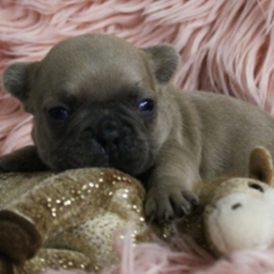 Tawney/French Bulldog/Female/3 Weeks,This cutie is Tawney! Tawney is a lover and it really shows. She'll be waiting for you with a puppy grin and lots of kisses every time you come home from work. She'll never complain when it comes to snuggle time, because that is what she lives for. If you're looking for a loving pup to share lots of memories with, then call about Tawney today. You won't regret it!