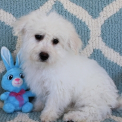 Scrappy/Bichon Frise/Male/18 Weeks,"Hi there! I was just sitting here thinking about all the new adventures and happy times that await me when I get to my new home. I just know you are the perfect one and you have been looking for a super, healthy, playful little guy just like me. I hope you call soon 'cause my bags have been packed awhile. I'll make a trip to my vet for a good checkup, be sure my vaccinations are current, then I am ready to come home to you!"
