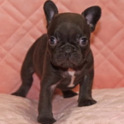 Cashmere/French Bulldog/Female/5 Weeks,This is Cashmere! She is ready to come home and be your best friend. As soon as you walk in the door she’ll be right there to greet you with her wagging tail. Cashmere will be up to date on vaccinations and pre-spoiled when arriving home to you. She is eager to learn everything you want to teach her and she can’t wait to arrive at her new home to begin. Don’t miss your chance to add this loving pup to your family!