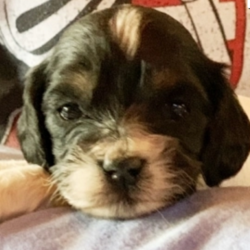 Nova/Cockapoo/Male/4 Weeks,“It’s the smiles, the laughs, the warm hugs and the sweet kisses, or the joy of just being together, these are the things that really matter to me. I really want to be a part of those thing in your life. My name is Nova and I am ready for my forever family. I am a sweet puppy who loves playtime and is always up for a good cuddle. If you think I am the puppy for you, please make the call that brings me home! I can't wait to meet you!”